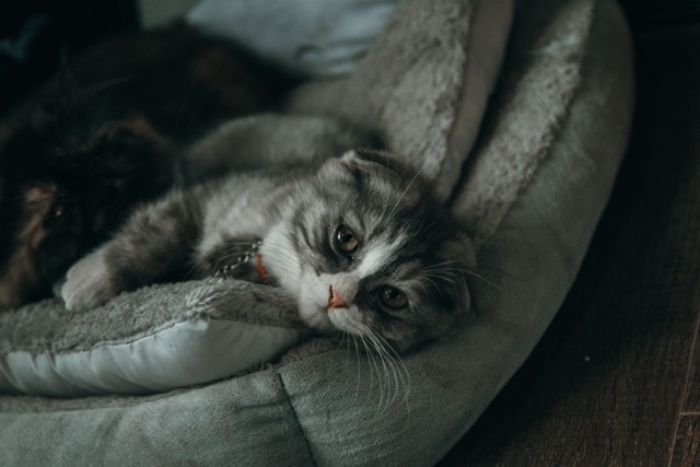 Cat bedding at Howlish