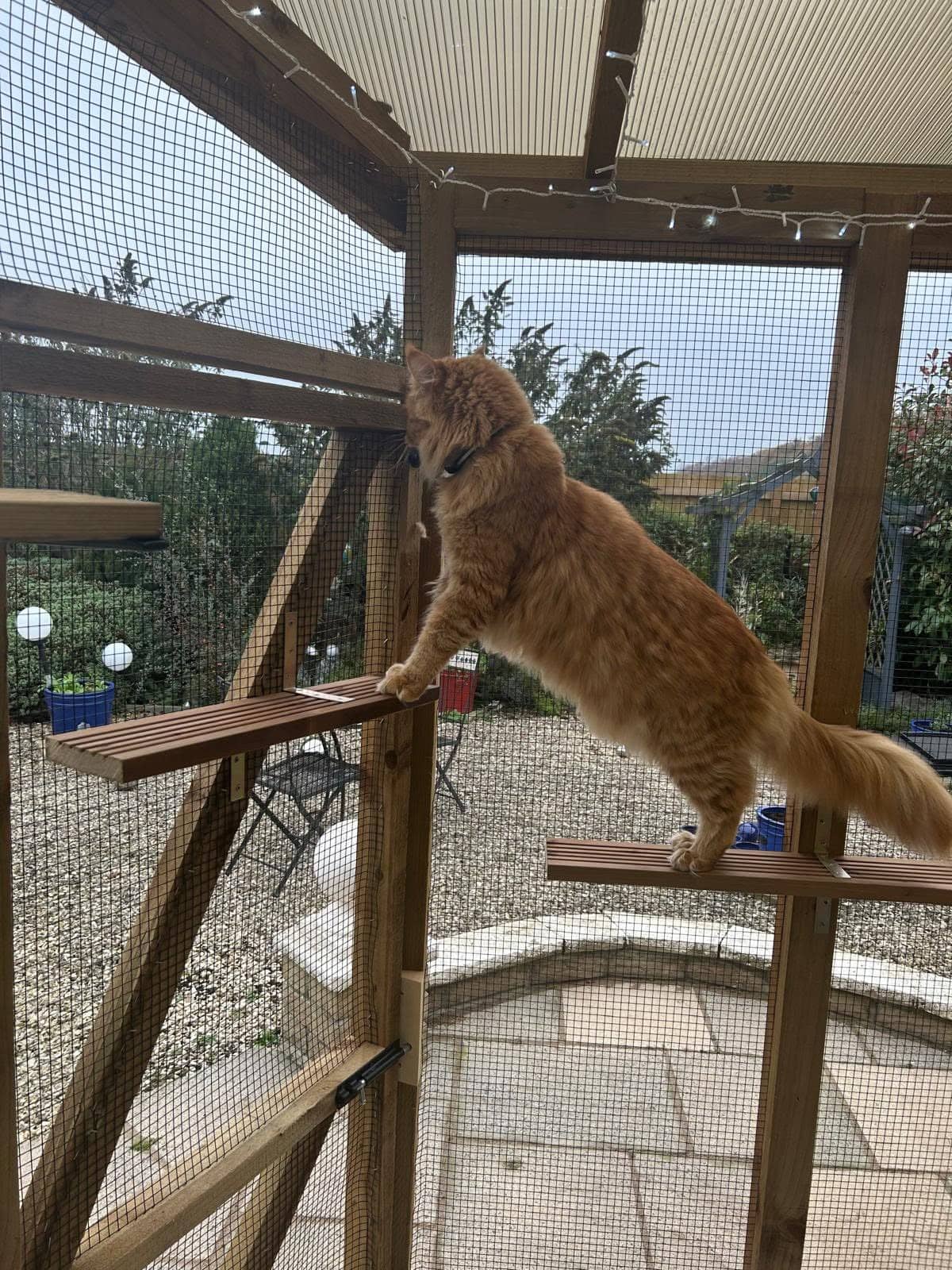 The Howlish cattery