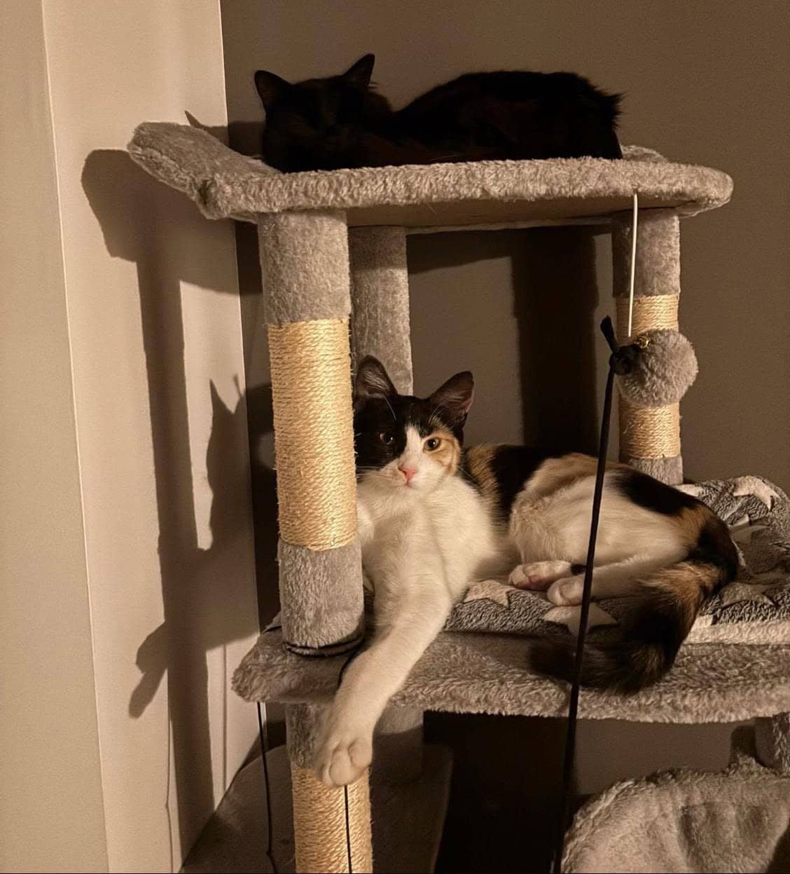 Cat homes at Howlish