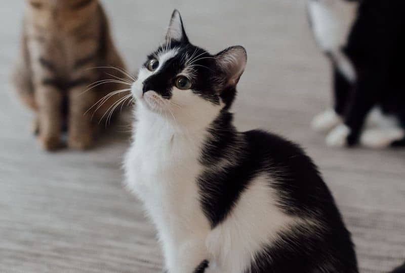 Peace of mind for cat owners