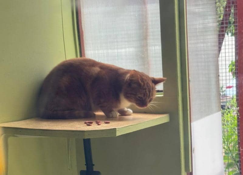 Private cat home at Howlish
