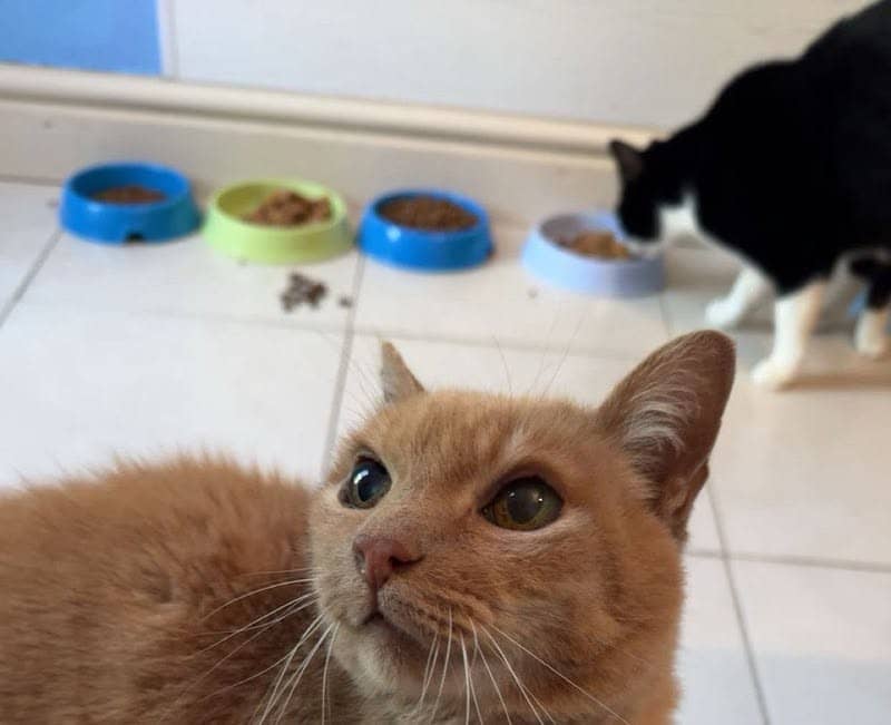 Tailored care for every cat