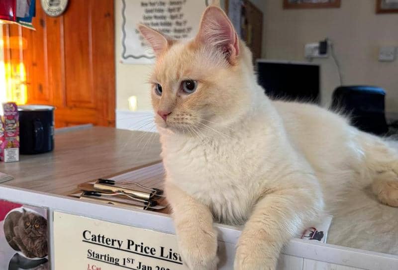 Health and safety at the cattery